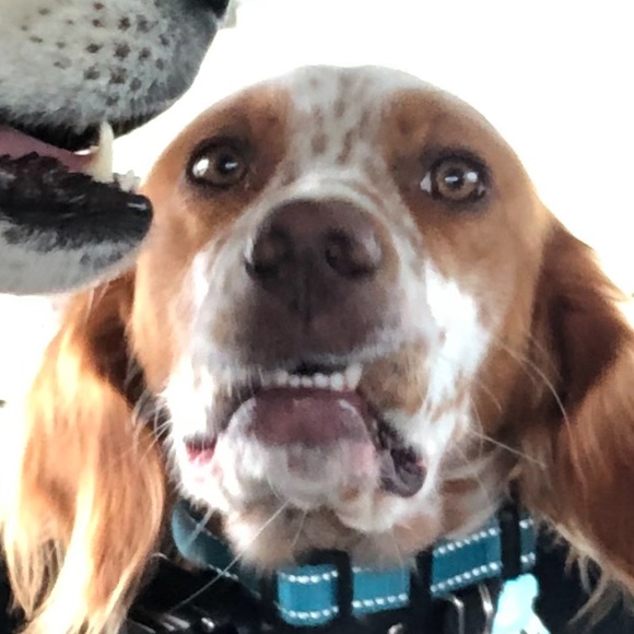 Meet your Posher, Elizabeth - Picture 10 of 16